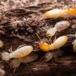 Termite Control