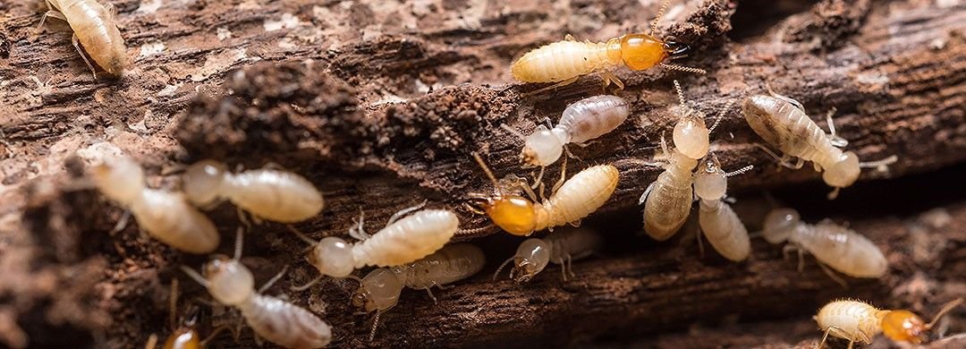 Termite Control