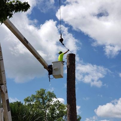 tree removal service