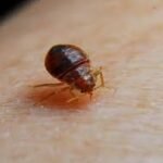 Bed Bug treatment staten island