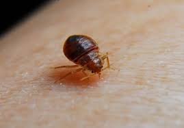 Bed Bug treatment staten island