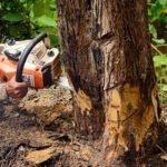 tree removing services