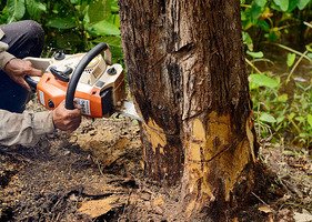 tree removing services